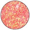 Stickles™ Glitter Glue Tropical Tangerine, 0.5oz